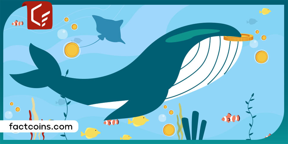 اندیکاتور جریان پول چایکین (CMF) چیست؟ نهنگ‌ ها چه زمانی خرید می‌ کنند؟