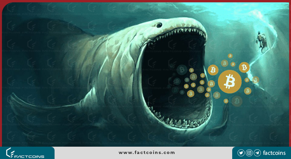 نهنگ ارز دیجیتال کیست؟