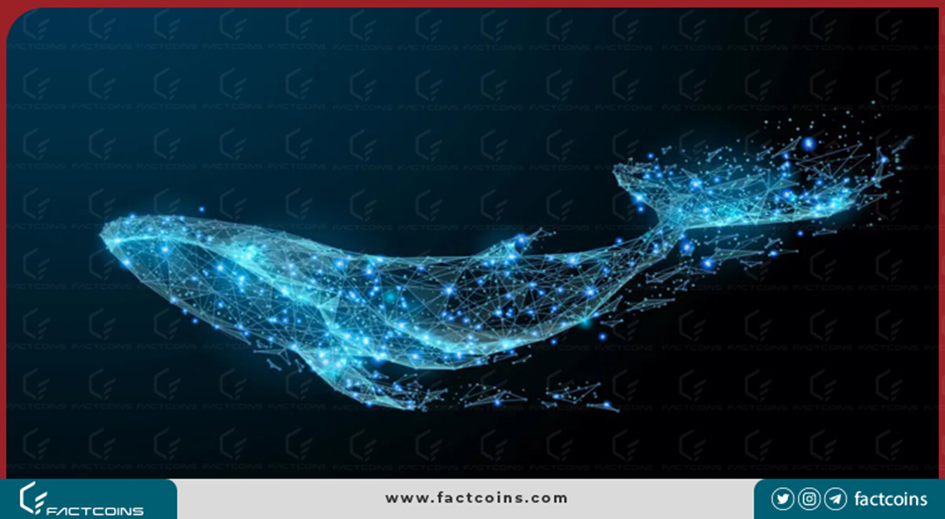 نهنگ ارز دیجیتال چگونه از رمز ارزها به نفع خود استفاده می‌کند؟